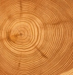 Tree trunk cross-section